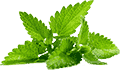 网页攻击软件